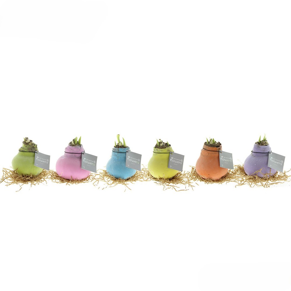 No Water Flowers® - Sugar pastel mix - bedrukt of onbedrukt verkrijgbaar