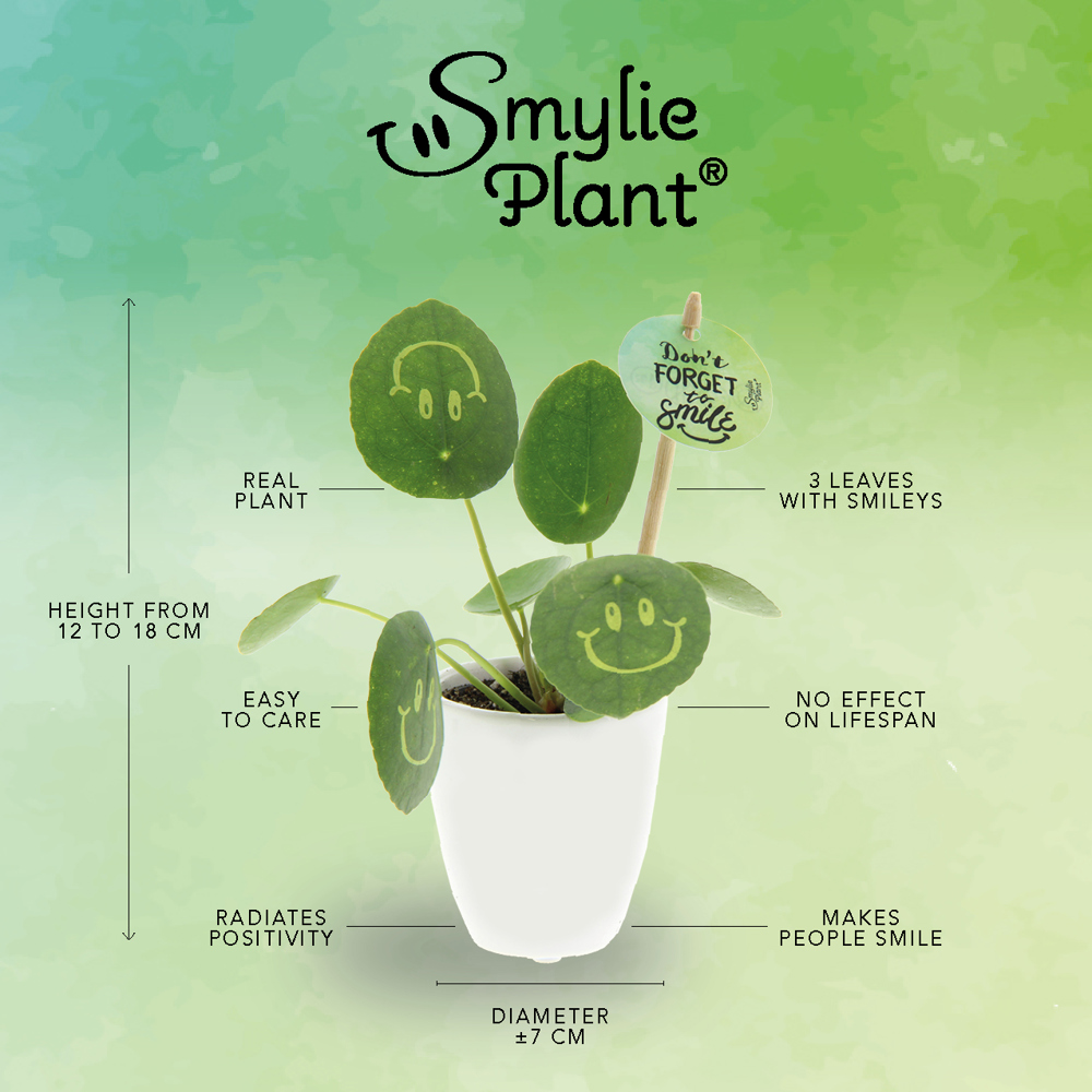 Smylieplant® - Love in keramieke pot (small), In beschermende plantensleeve
