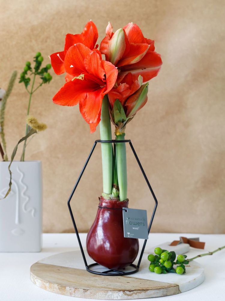 No Water Flowers® - Formz modern, In luxury box, Rood