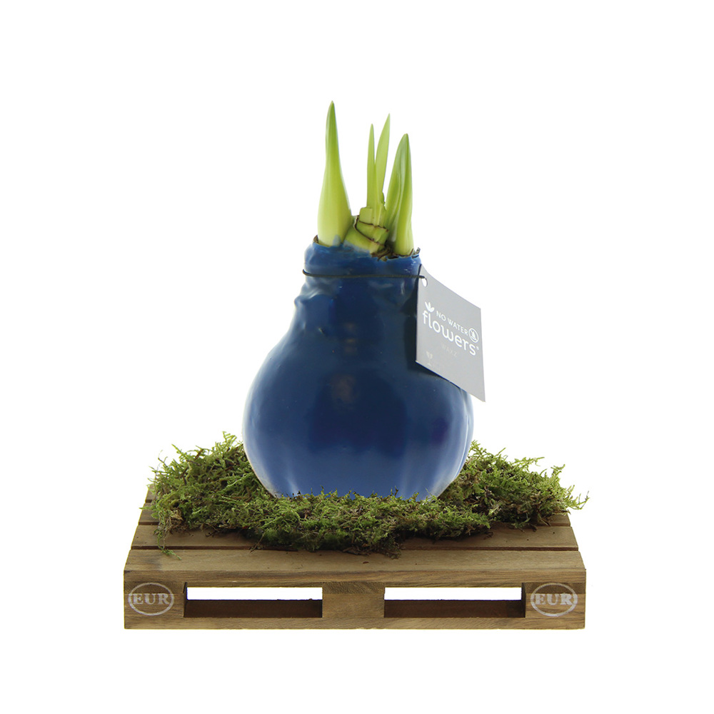 No Water Flowers® - Waxz® on pallet - met logo of onbedrukt bestellen - Donkerblauw