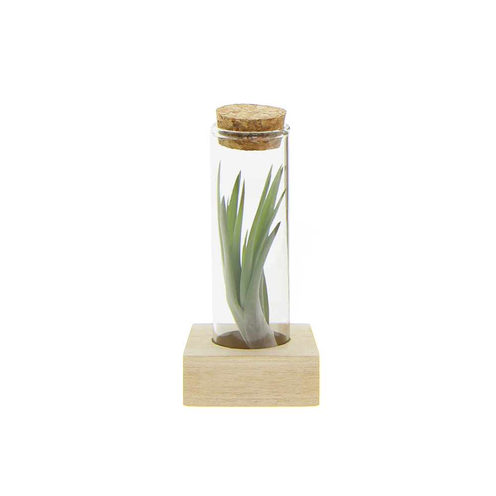 Airplant - Single tube & wood - voor bedrijven en relatiegeschenken