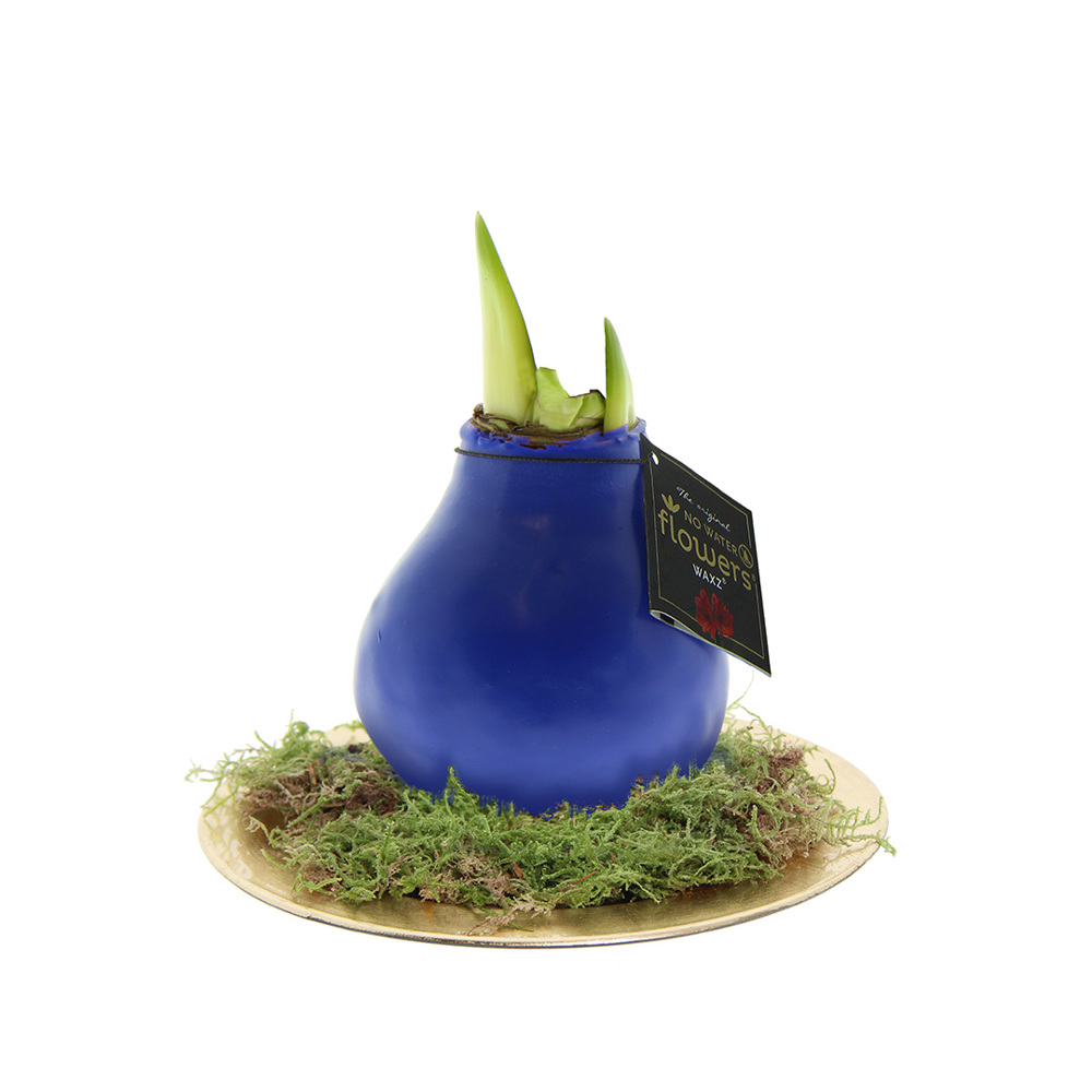 No Water Flowers® - Waxz® on golden dish - met logo of onbedrukt bestellen - blauw
