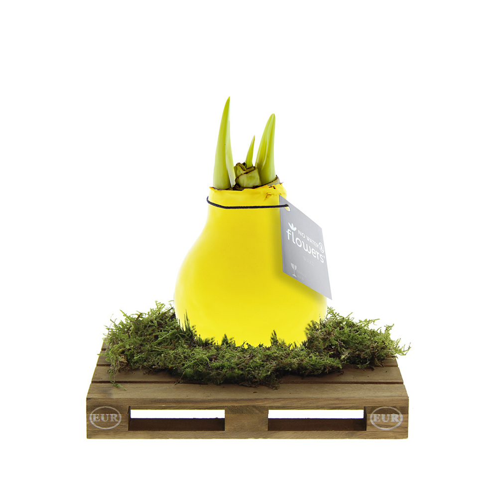 No Water Flowers® - Waxz® on pallet - met logo of onbedrukt bestellen - geel