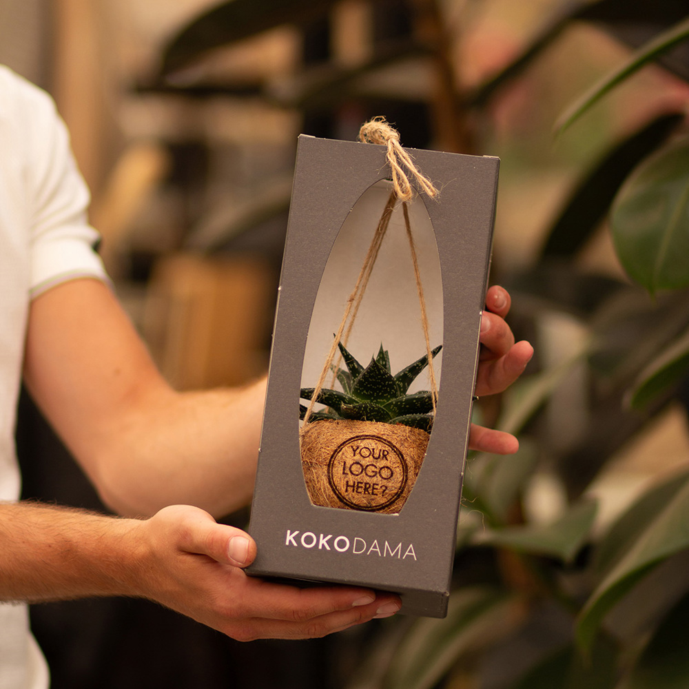 Kokodama® - Easy care mix (S), Zonder verpakking