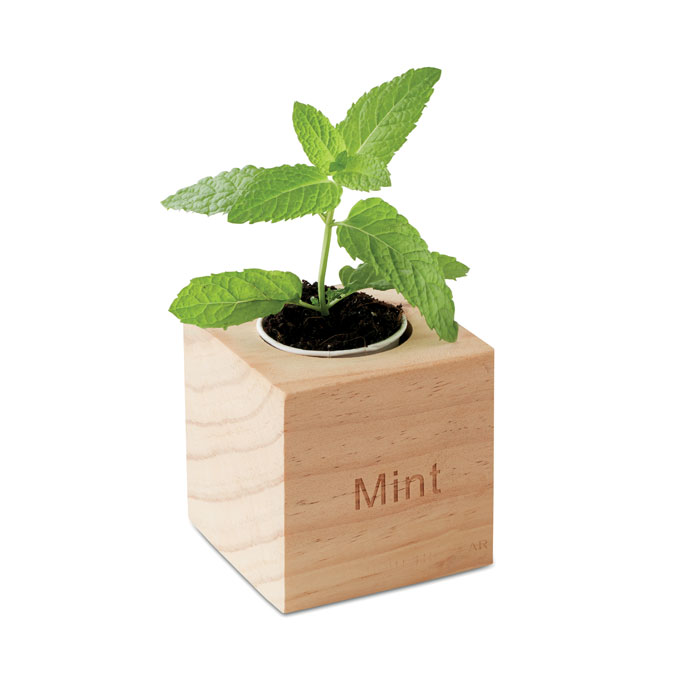 MENTA - Kweekset, munt in houten pot