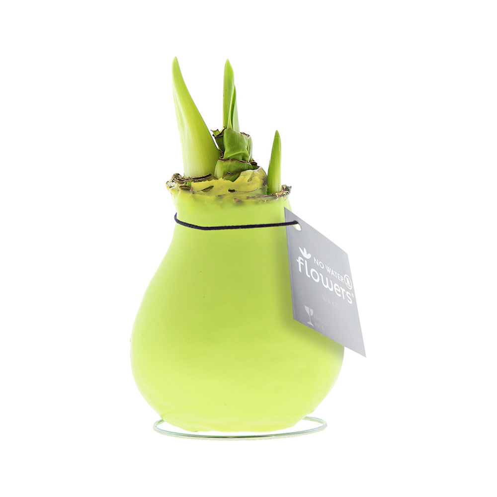 No Water Flowers® - Waxz® Colours - kopen of bedrukken - Pastel groen