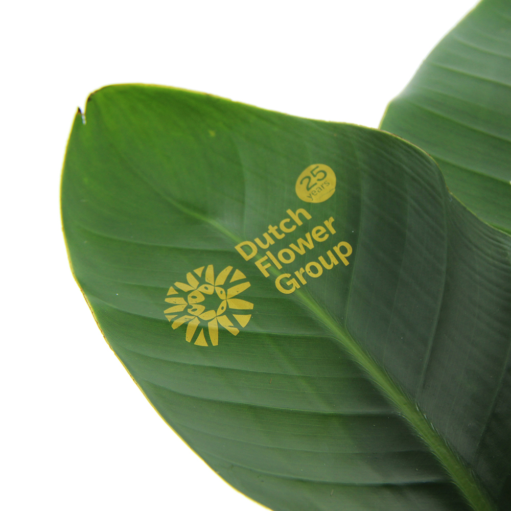 Message Printz® - Strelitzia small - bedrukt of onbedrukt verkrijgbaar
