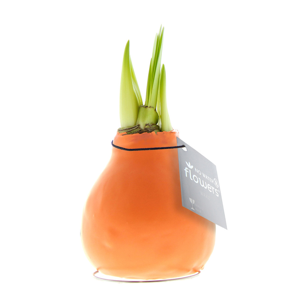 No Water Flowers® - Waxz® Colours - kopen of bedrukken - Pastel oranje