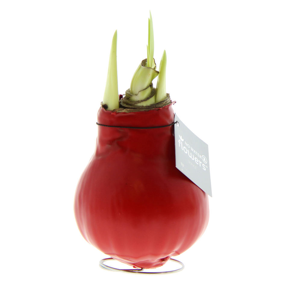 No Water Flowers® - Waxz® Colours - kopen of bedrukken - rood