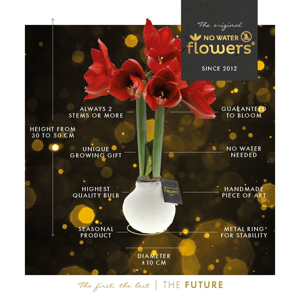 No Water Flowers® - Waxz® on golden dish, In cellofaan, Pastel geel