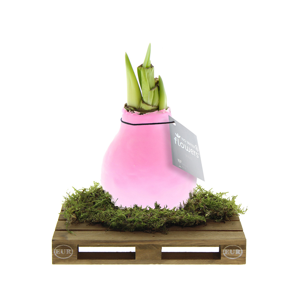 No Water Flowers® - Waxz® on pallet - met logo of onbedrukt bestellen - Pastel roze