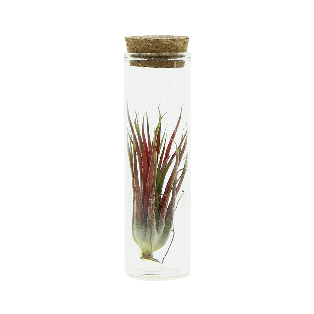 Airplant - Glass bottle small - bedrukt of onbedrukt verkrijgbaar
