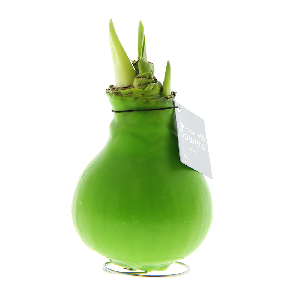No Water Flowers® - Waxz® Colours - kopen of bedrukken - Lichtgroen