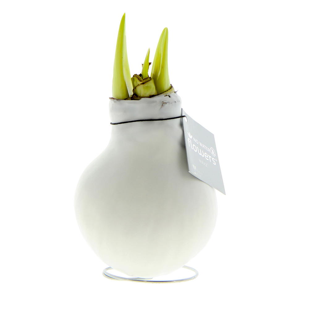 No Water Flowers® - Waxz® Colours - kopen of bedrukken - wit