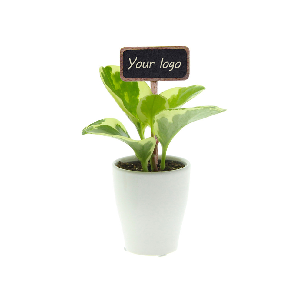 ChalkNotes® - Green mix - met logo of onbedrukt bestellen