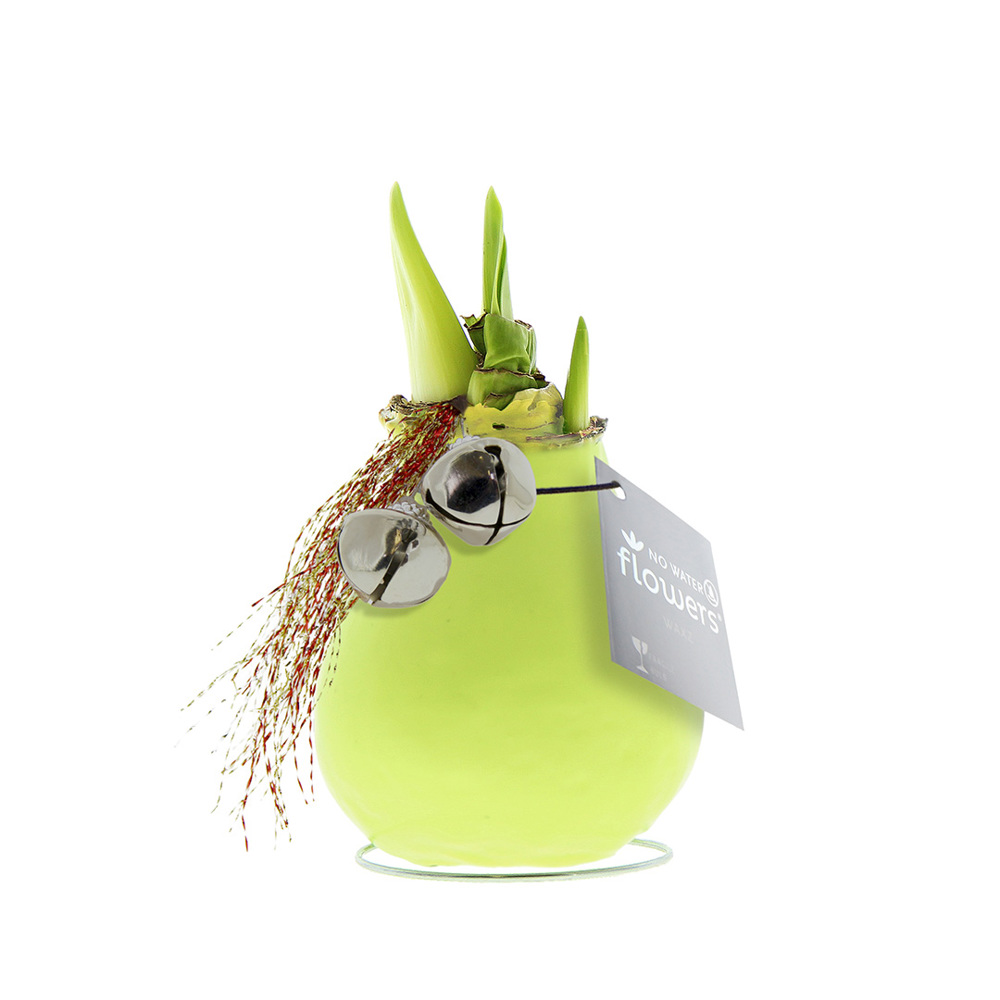 No Water Flowers® - Jingle Bellz - voor bedrijven en relatiegeschenken - Pastel groen