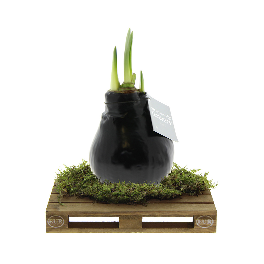 No Water Flowers® - Waxz® on pallet - met logo of onbedrukt bestellen - zwart