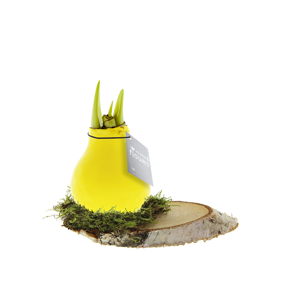 No Water Flowers® - Waxz® on wood - voor bedrijven en relatiegeschenken - geel