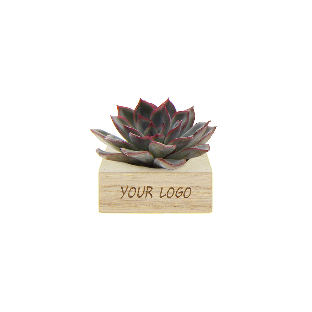 Tiny Treasurez® - Single wood - met logo of onbedrukt bestellen
