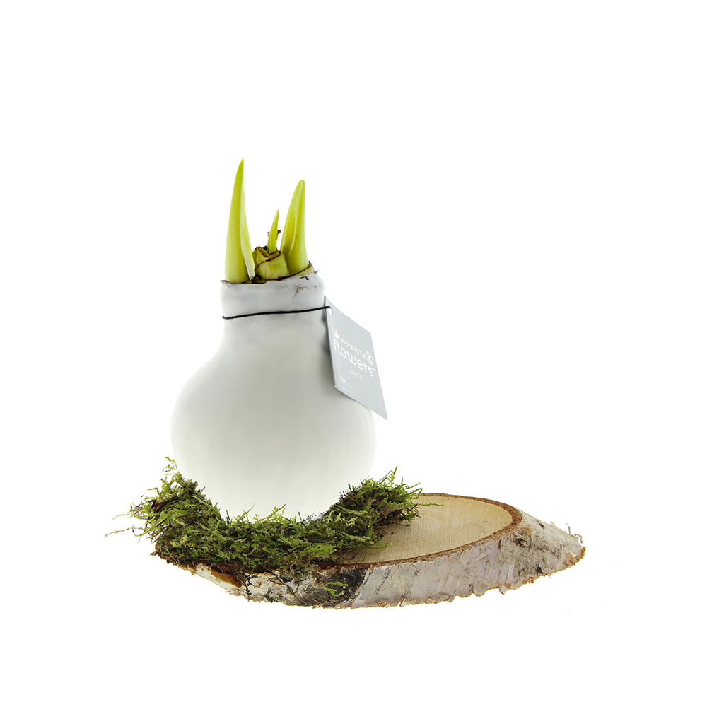 No Water Flowers® - Waxz® on wood - voor bedrijven en relatiegeschenken - wit