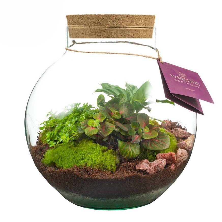 Wardians® Ecosystem - Bowl large, Zonder verpakking