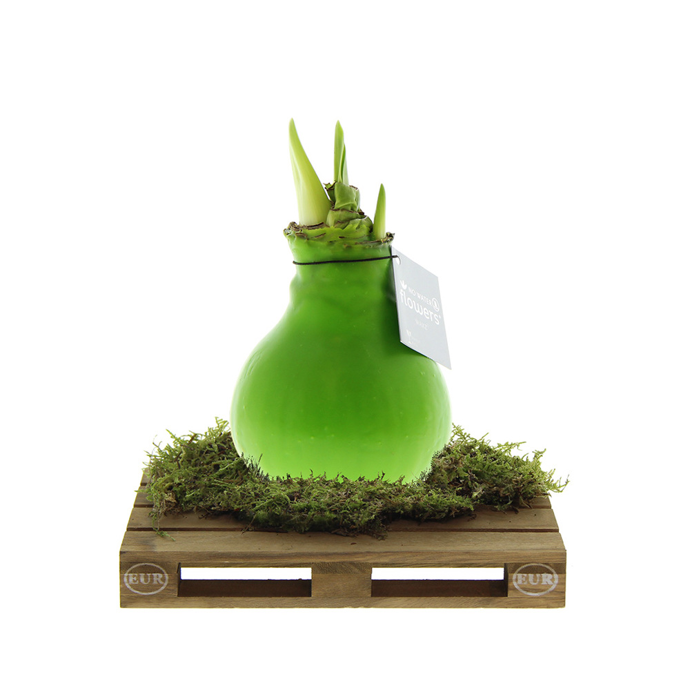 No Water Flowers® - Waxz® on pallet - met logo of onbedrukt bestellen - Lichtgroen