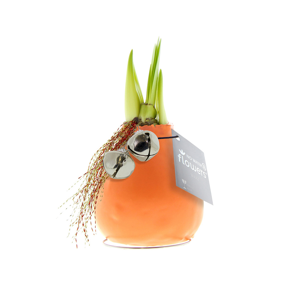 No Water Flowers® - Jingle Bellz - voor bedrijven en relatiegeschenken - Pastel oranje