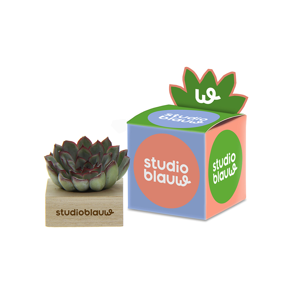 Tiny Treasurez® - Single wood in giftbox - voor bedrijven en relatiegeschenken