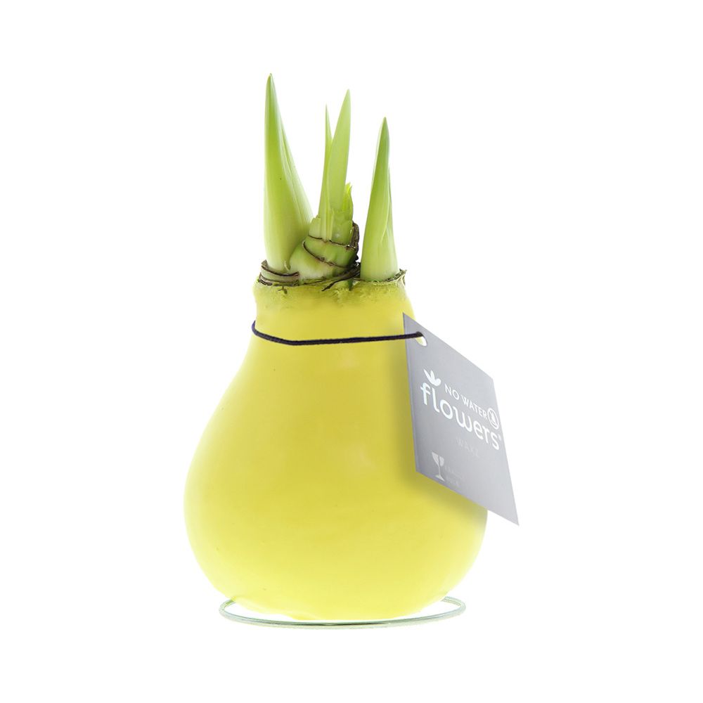 No Water Flowers® - Waxz® Colours - kopen of bedrukken - Pastel geel