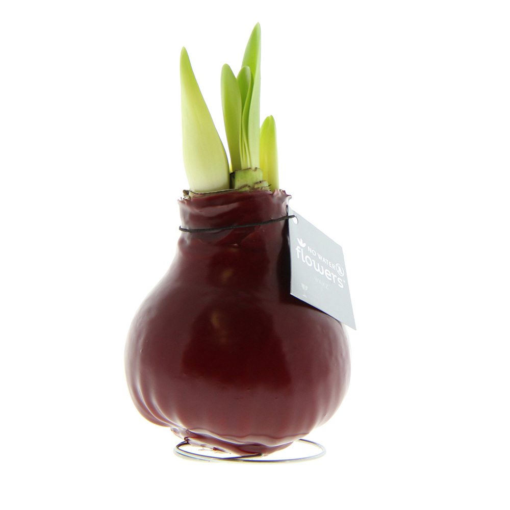 No Water Flowers® - Waxz® Colours - kopen of bedrukken - bordeaux