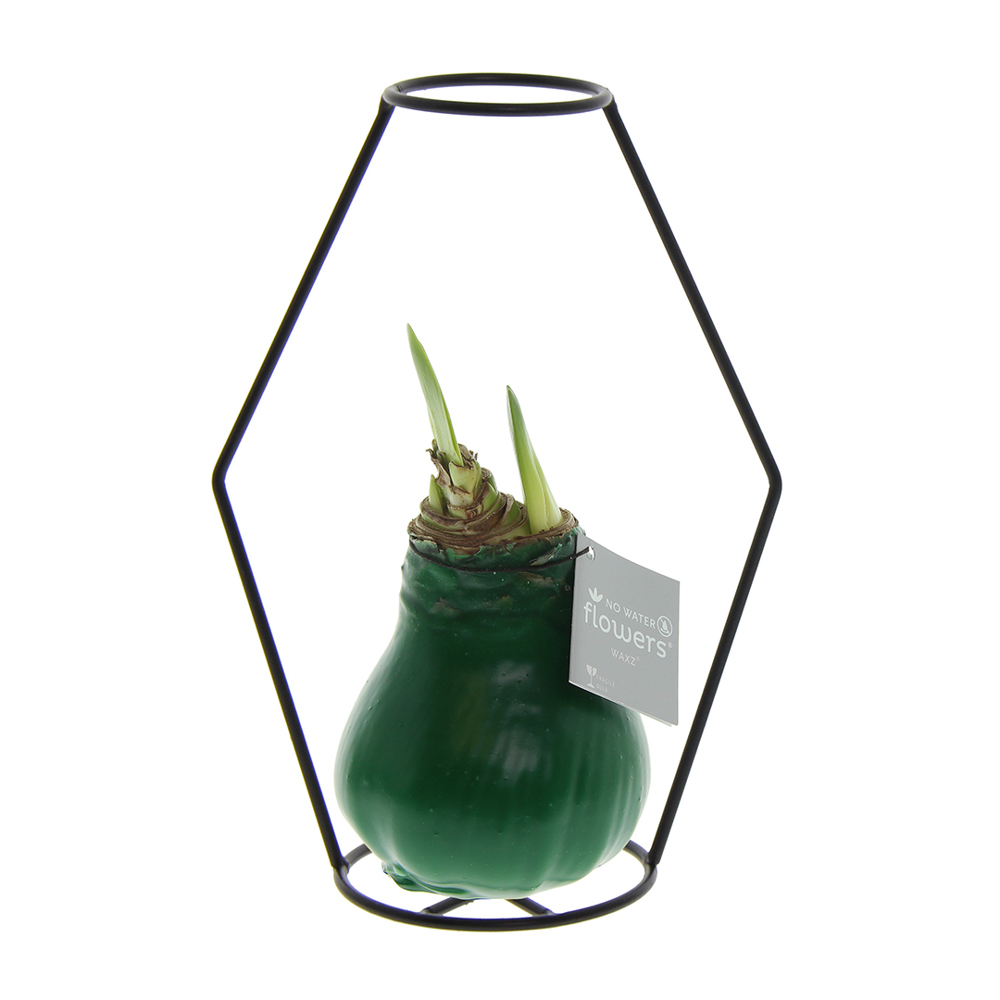 No Water Flowers® - Formz modern - kopen of bedrukken - donkergroen