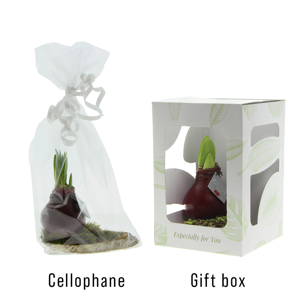 No Water Flowers® - Waxz® on wood, In giftbox, Zwart