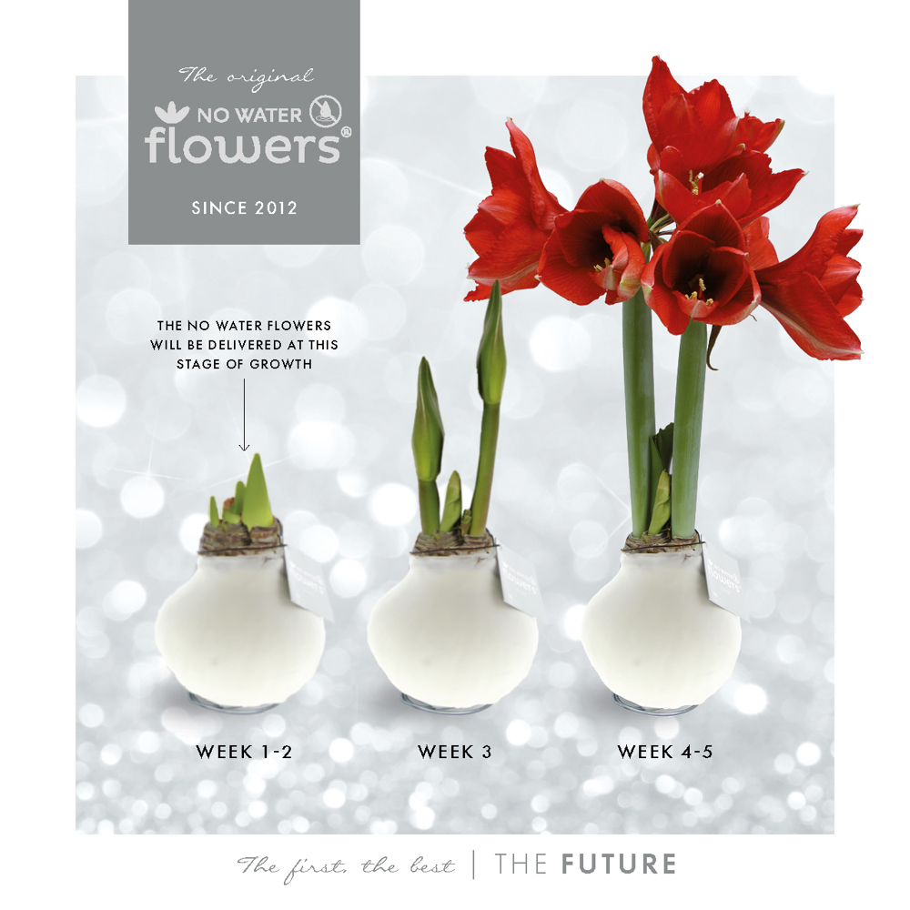 No Water Flowers® - Formz industrial, In giftbag, Koper
