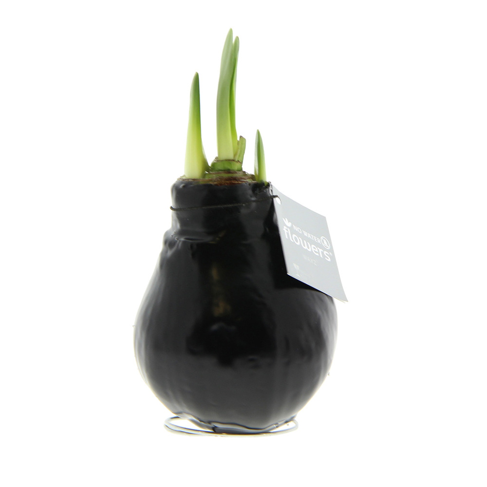 No Water Flowers® - Waxz® Colours - kopen of bedrukken - zwart