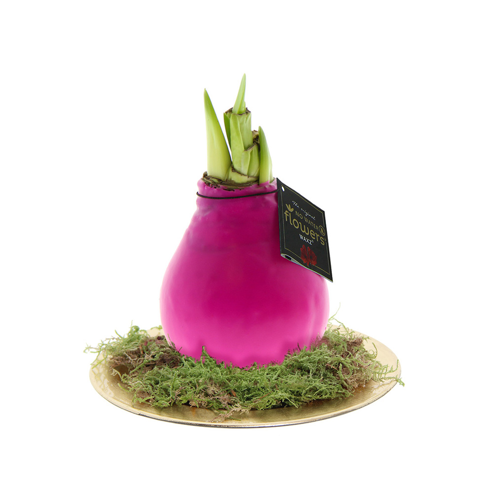 No Water Flowers® - Waxz® on golden dish - met logo of onbedrukt bestellen - roze