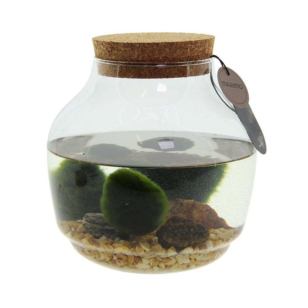 Marimo moss balls - Bowl - voor bedrijven en relatiegeschenken