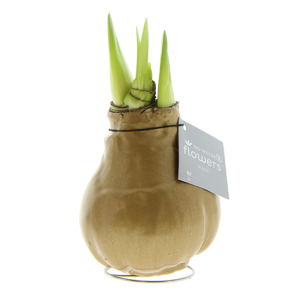 No Water Flowers® - Waxz® Colours - kopen of bedrukken - goud