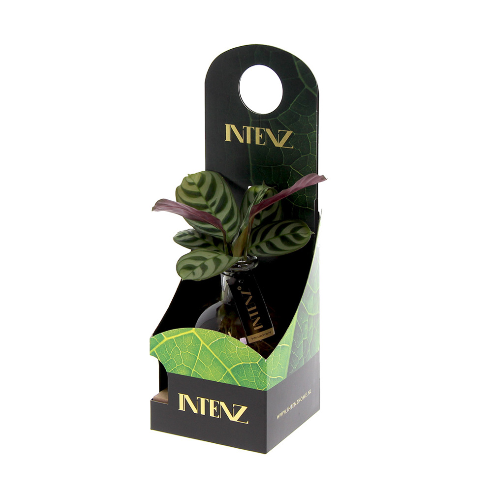 Hydroponic plants - Light plant in giftbox - bedrukt of onbedrukt verkrijgbaar