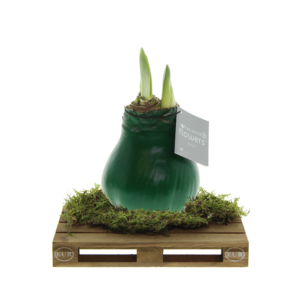 No Water Flowers® - Waxz® on pallet - met logo of onbedrukt bestellen - donkergroen