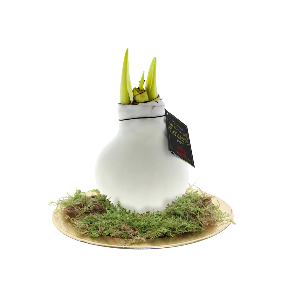 No Water Flowers® - Waxz® on golden dish - met logo of onbedrukt bestellen - wit