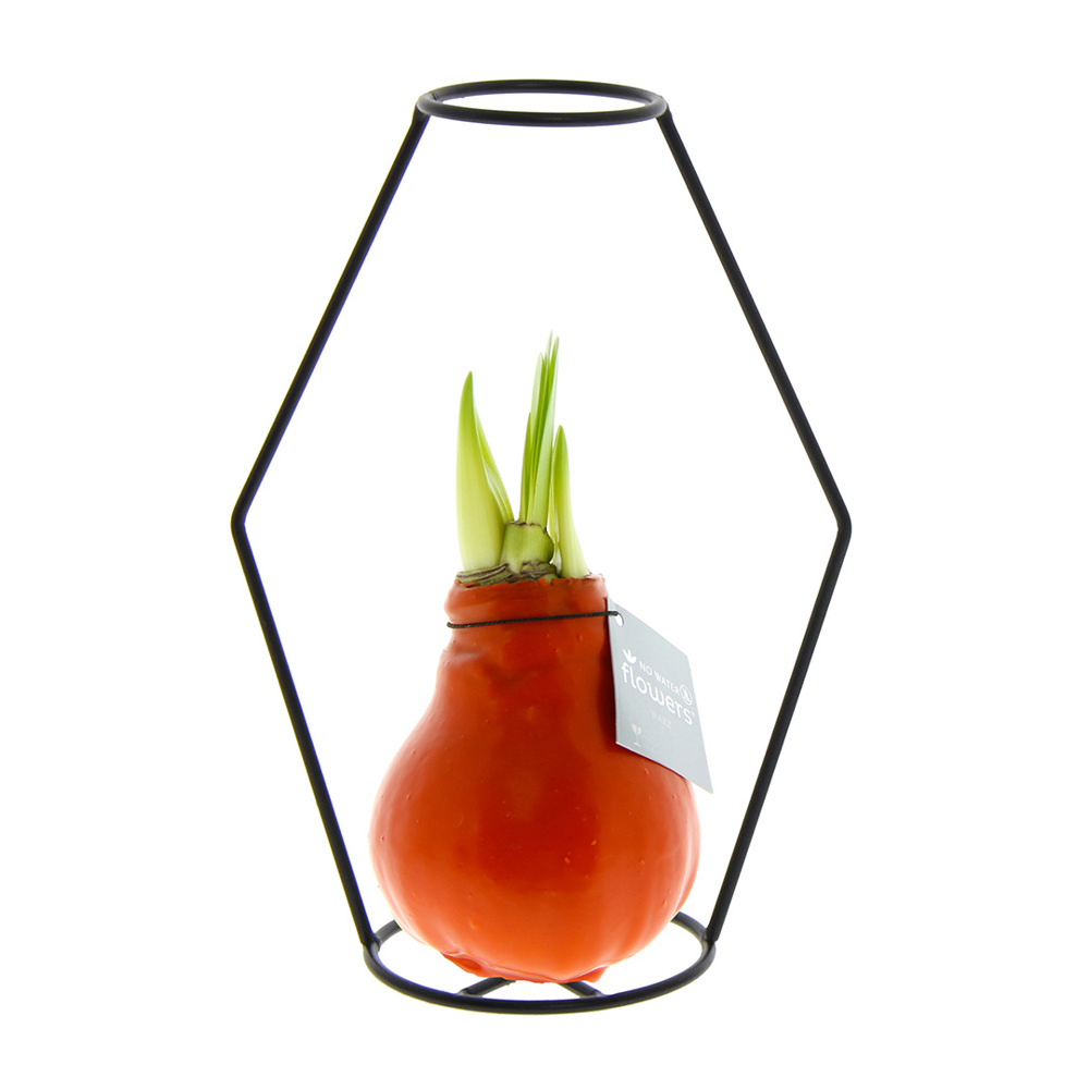 No Water Flowers® - Formz modern - kopen of bedrukken - oranje