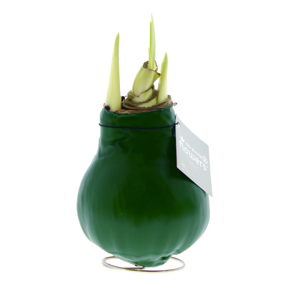 No Water Flowers® - Waxz® Colours - kopen of bedrukken - donkergroen