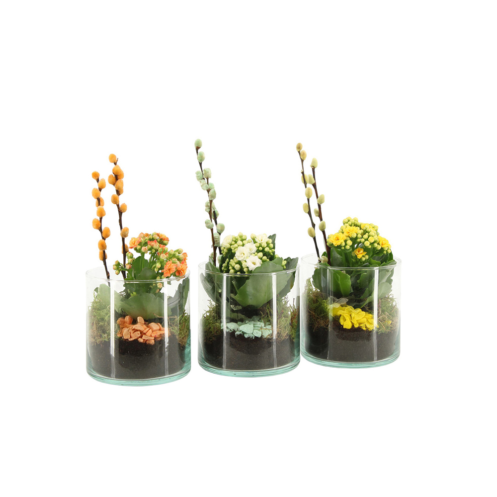 Easter glass medium - Kalanchoë - bedrukt of onbedrukt verkrijgbaar