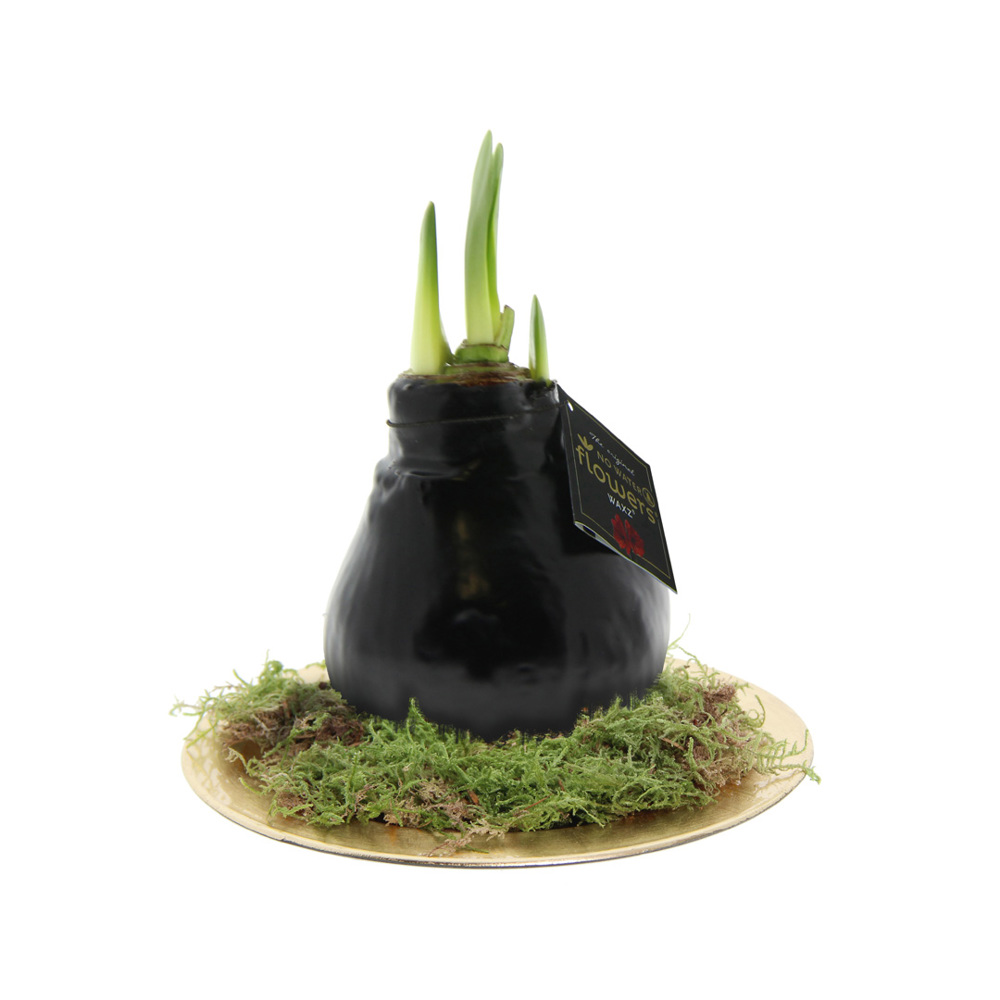 No Water Flowers® - Waxz® on golden dish - met logo of onbedrukt bestellen - zwart