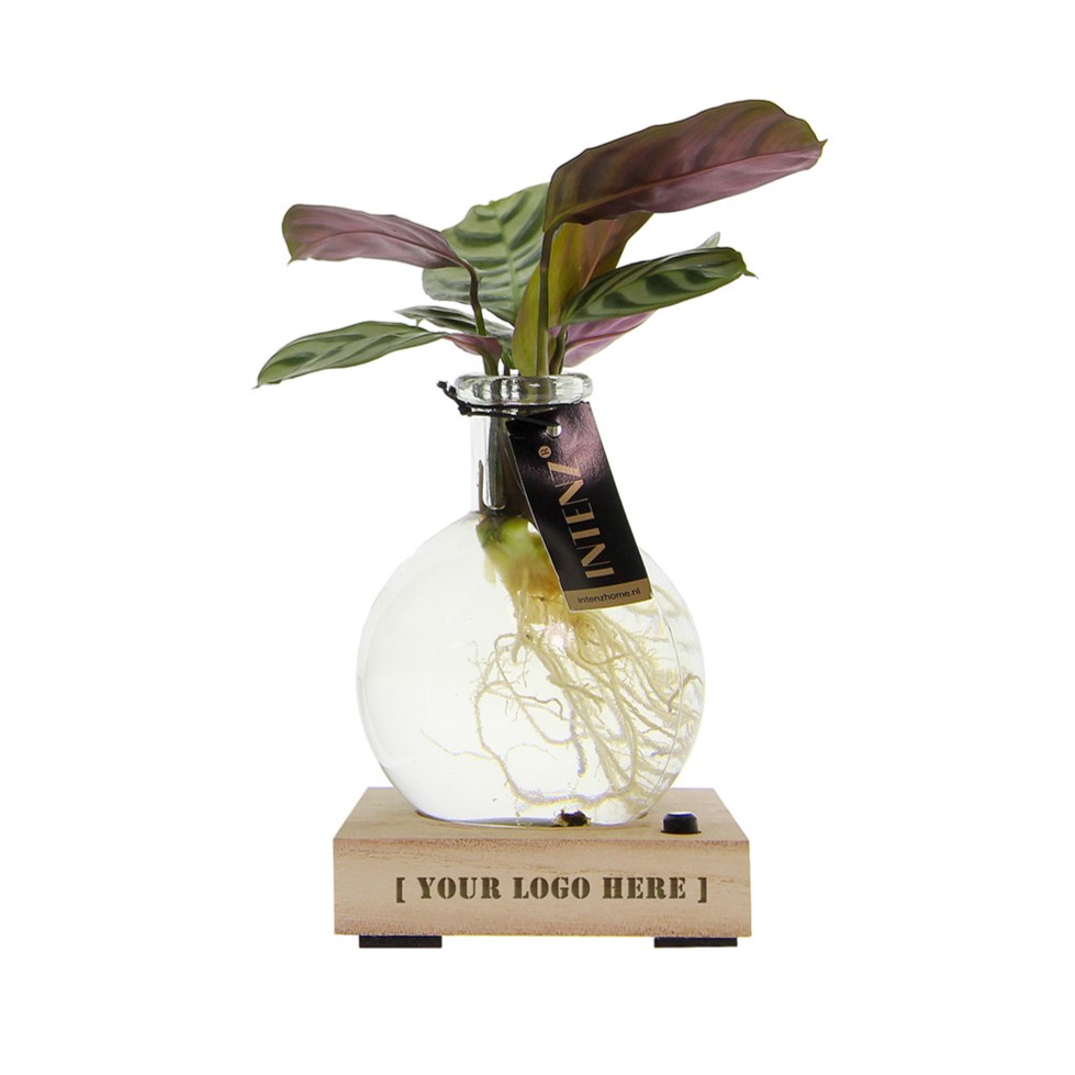 Hydroponic plants - Light plant in giftbox - bedrukt of onbedrukt verkrijgbaar