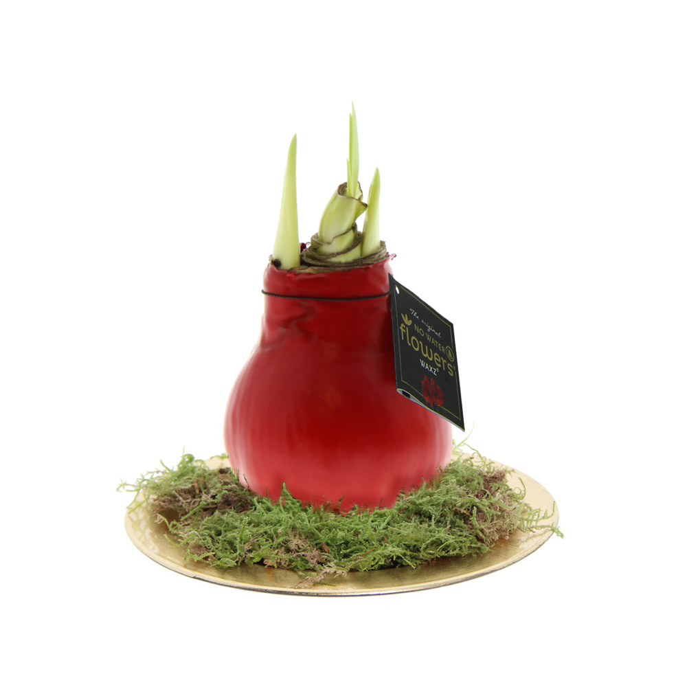 No Water Flowers® - Waxz® on golden dish - met logo of onbedrukt bestellen - rood