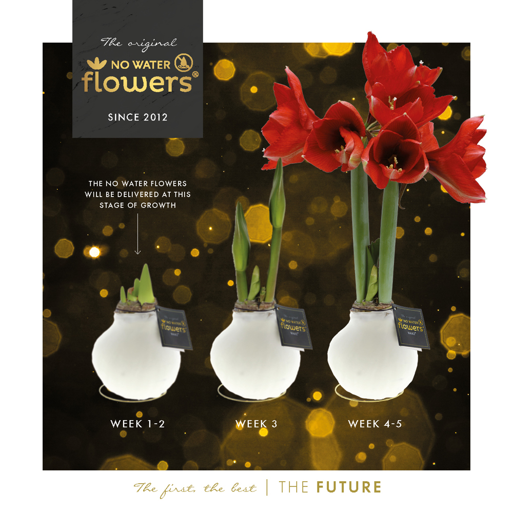 No Water Flowers® - Waxz® on golden dish, In cellofaan, Pastel geel