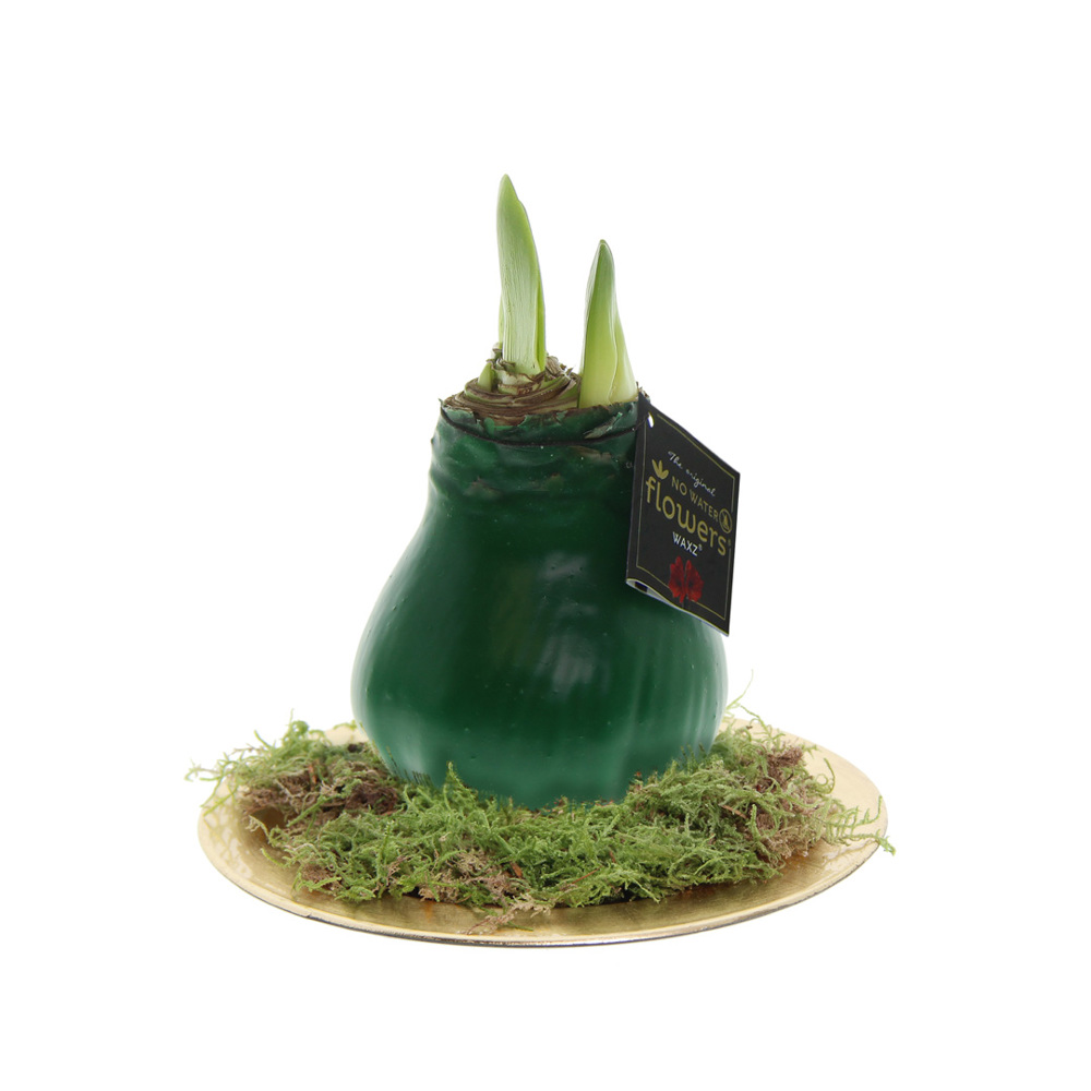 No Water Flowers® - Waxz® on golden dish - met logo of onbedrukt bestellen - donkergroen