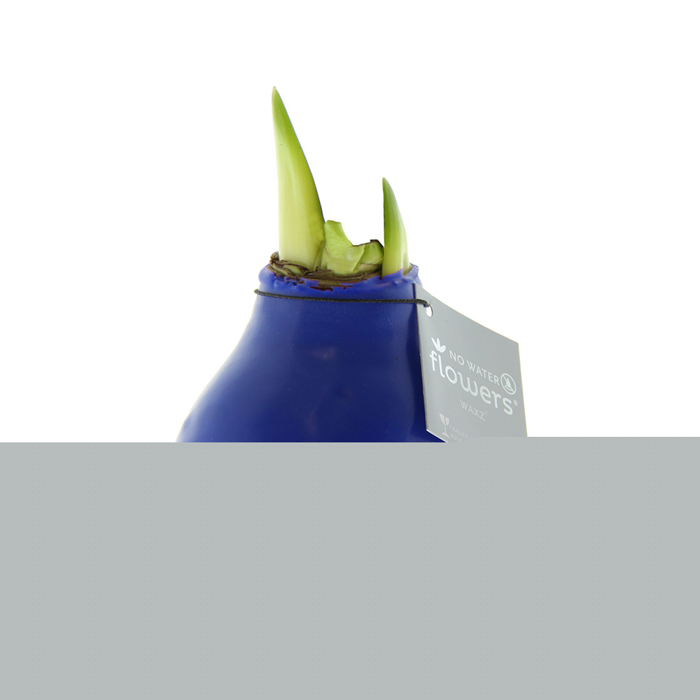 No Water Flowers® - Waxz® Colours - kopen of bedrukken - blauw
