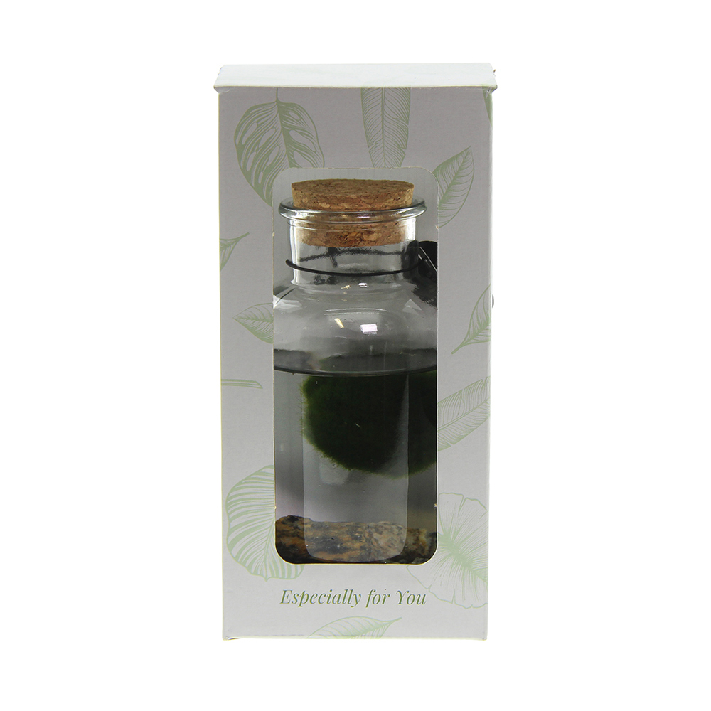 Marimo moss balls - Bottle medium, Zonder verpakking